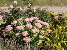 Blumen